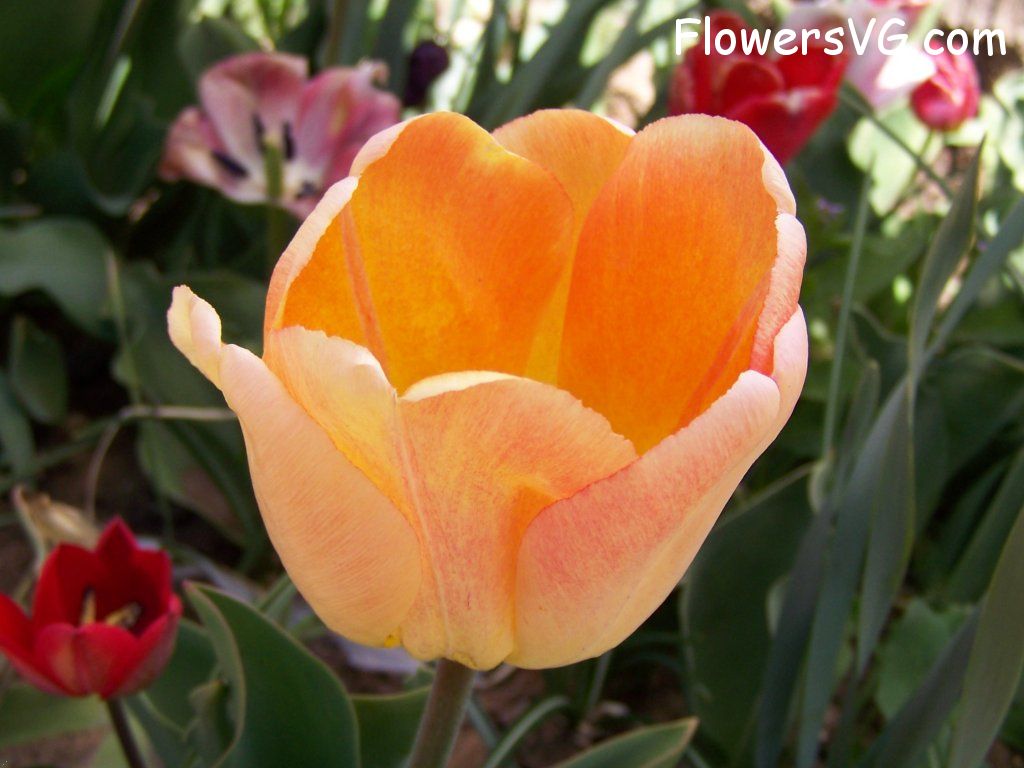 tulip flower Photo abflowers7680.jpg