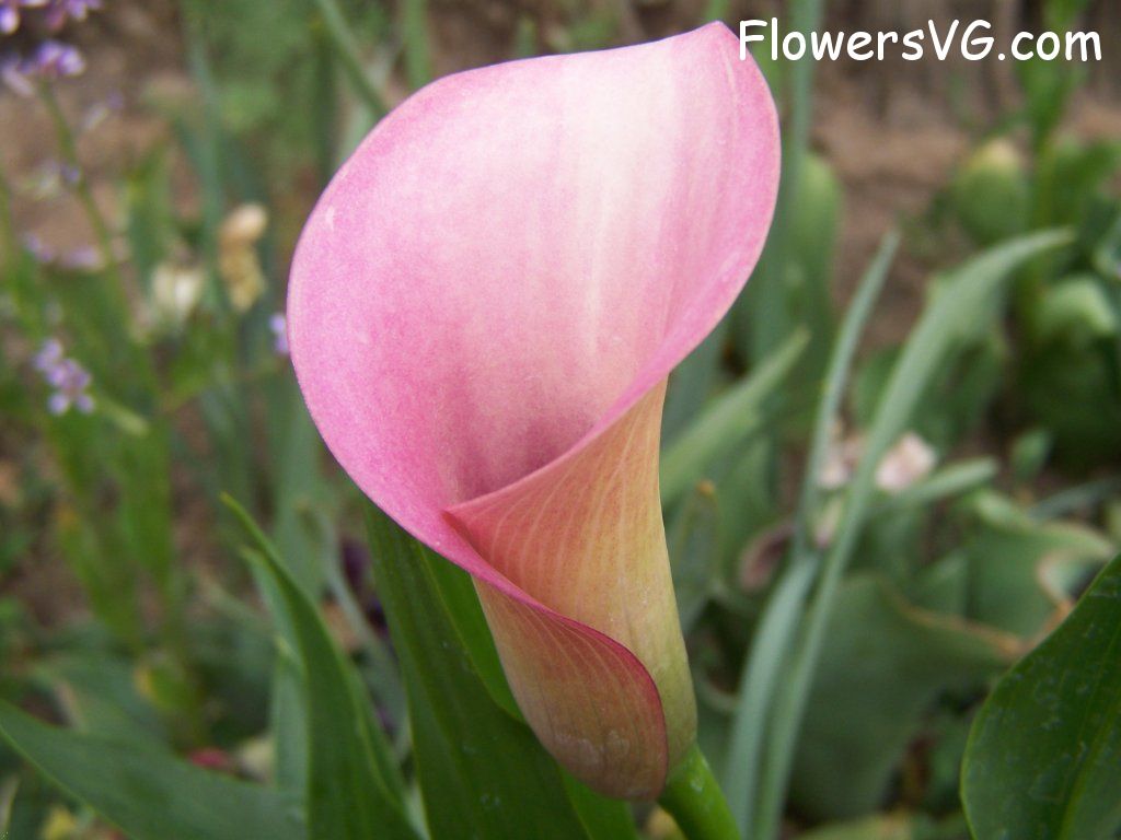 lily flower Photo abflowers7805.jpg