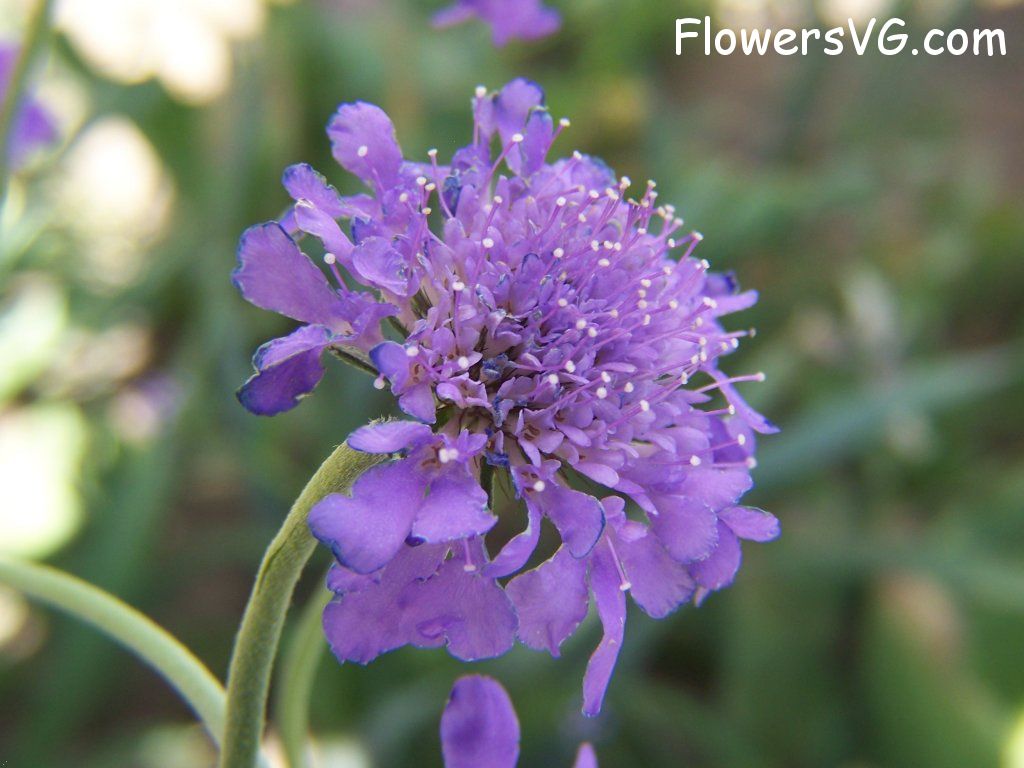 Photo abflowers7851.jpg