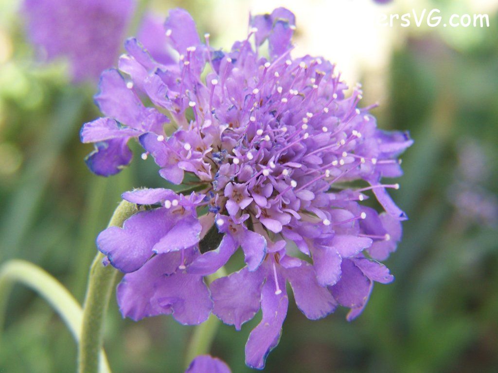 Photo abflowers7853.jpg