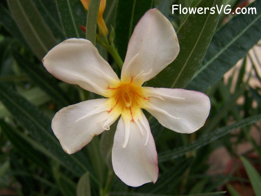 Photo abflowers8306.jpg