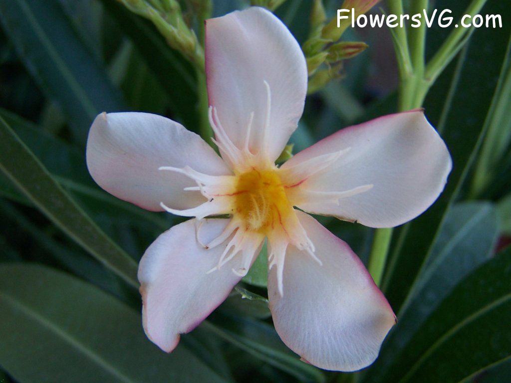 Photo abflowers8373.jpg