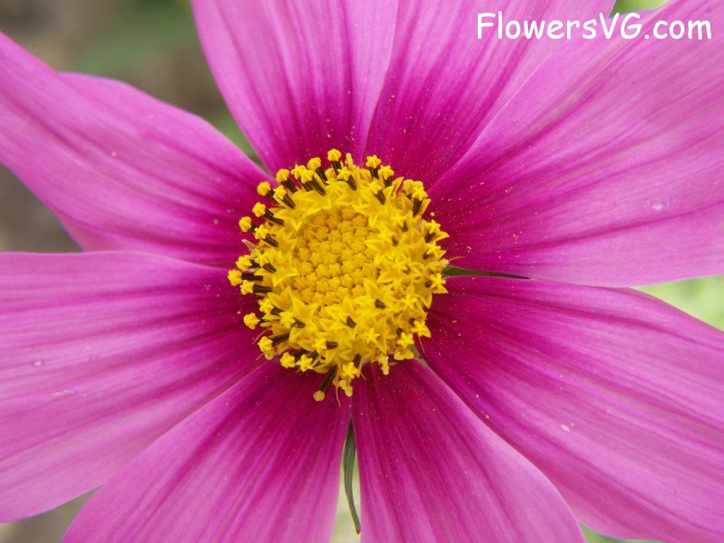daisy flower Photo abflowers8949.jpg