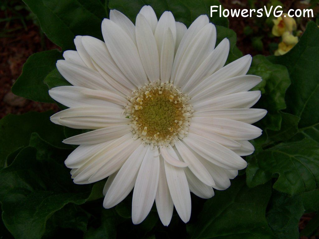 daisy flower Photo abflowers9367.jpg