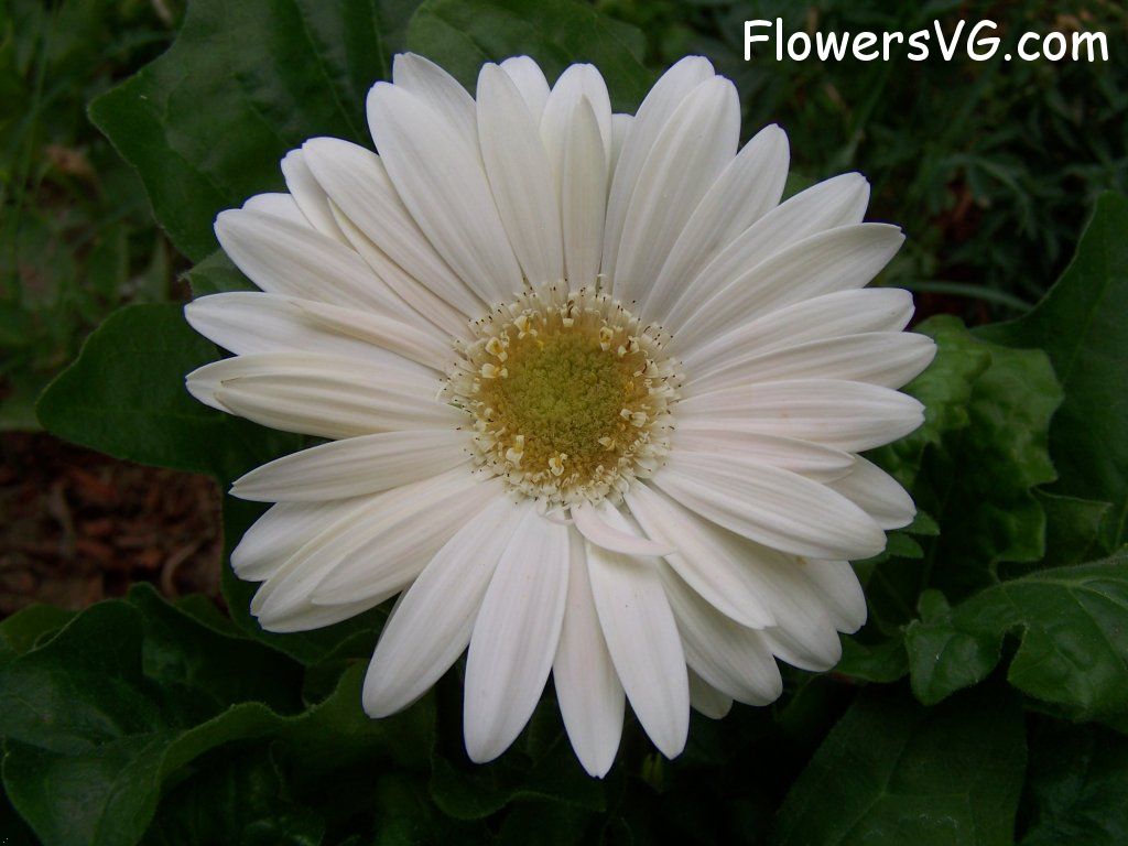 daisy flower Photo abflowers9368.jpg