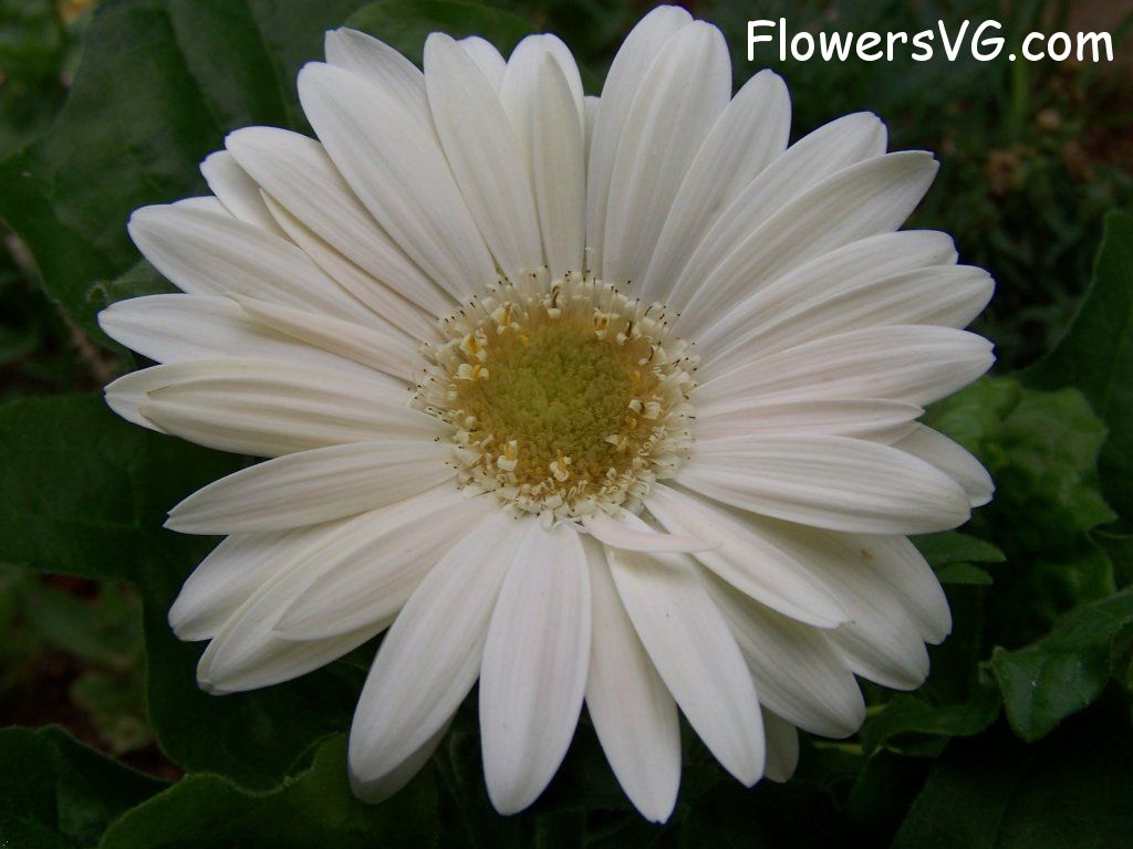 daisy flower Photo abflowers9370.jpg