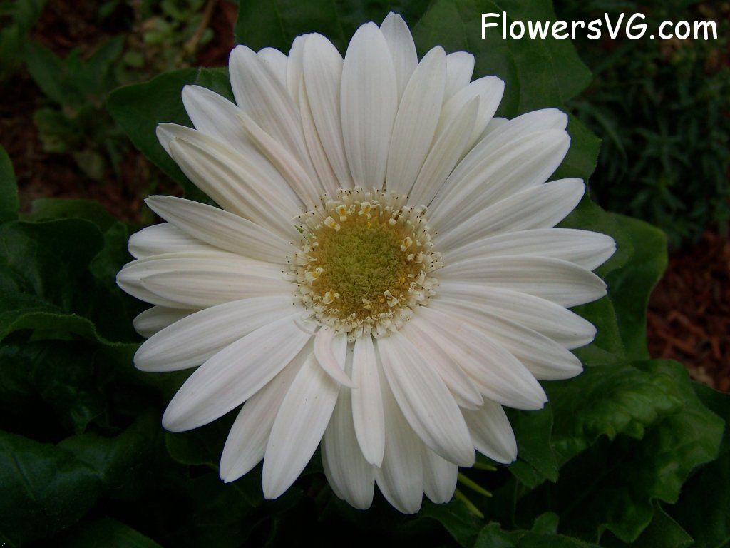 daisy flower Photo abflowers9372.jpg