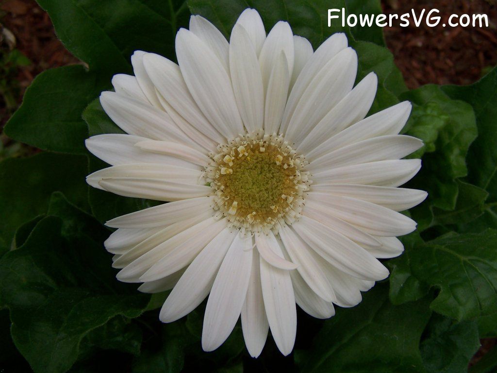 daisy flower Photo abflowers9373.jpg
