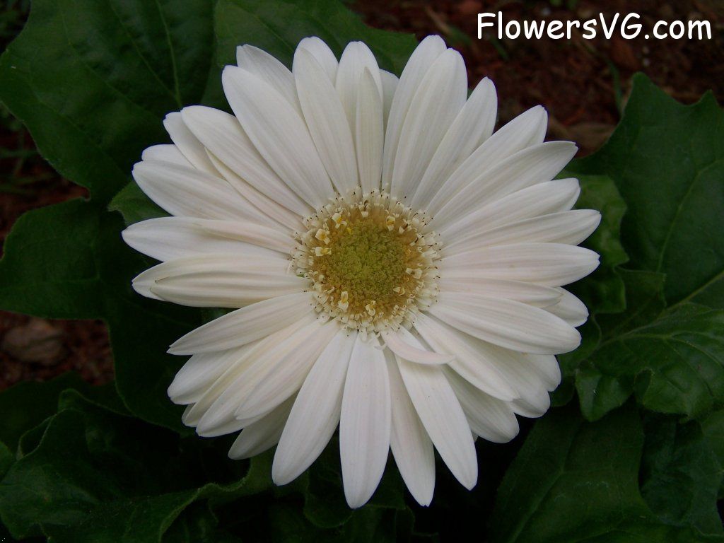 daisy flower Photo abflowers9374.jpg