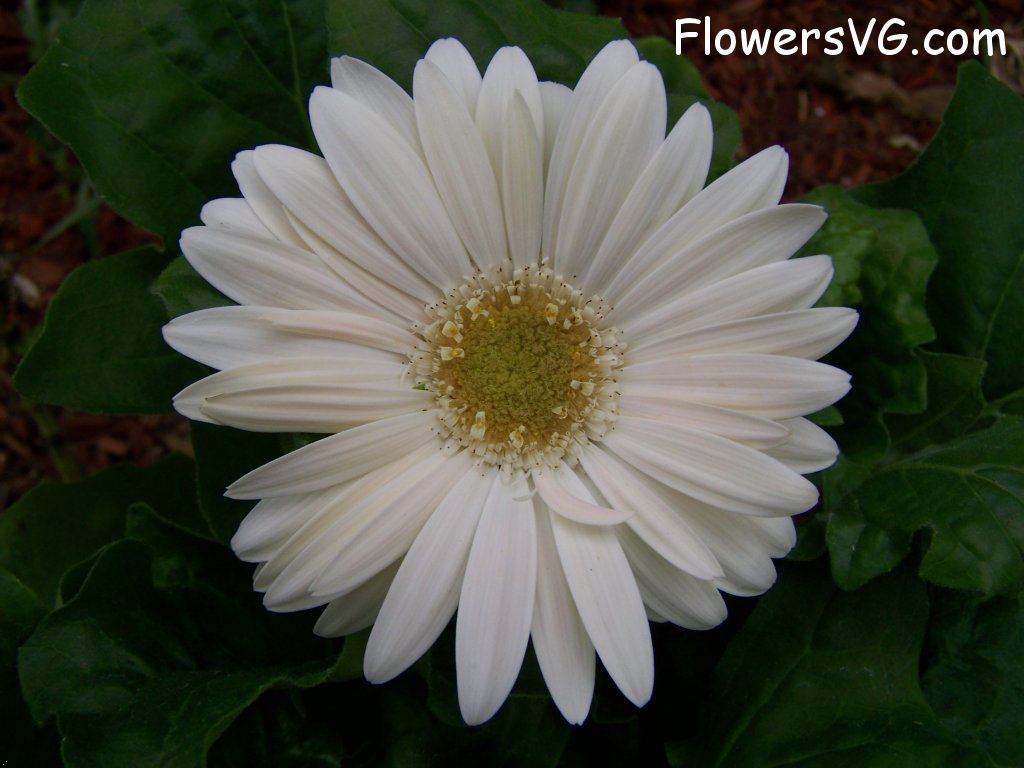daisy flower Photo abflowers9375.jpg