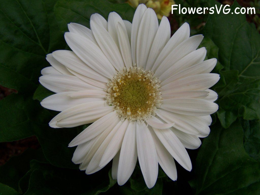 daisy flower Photo abflowers9376.jpg
