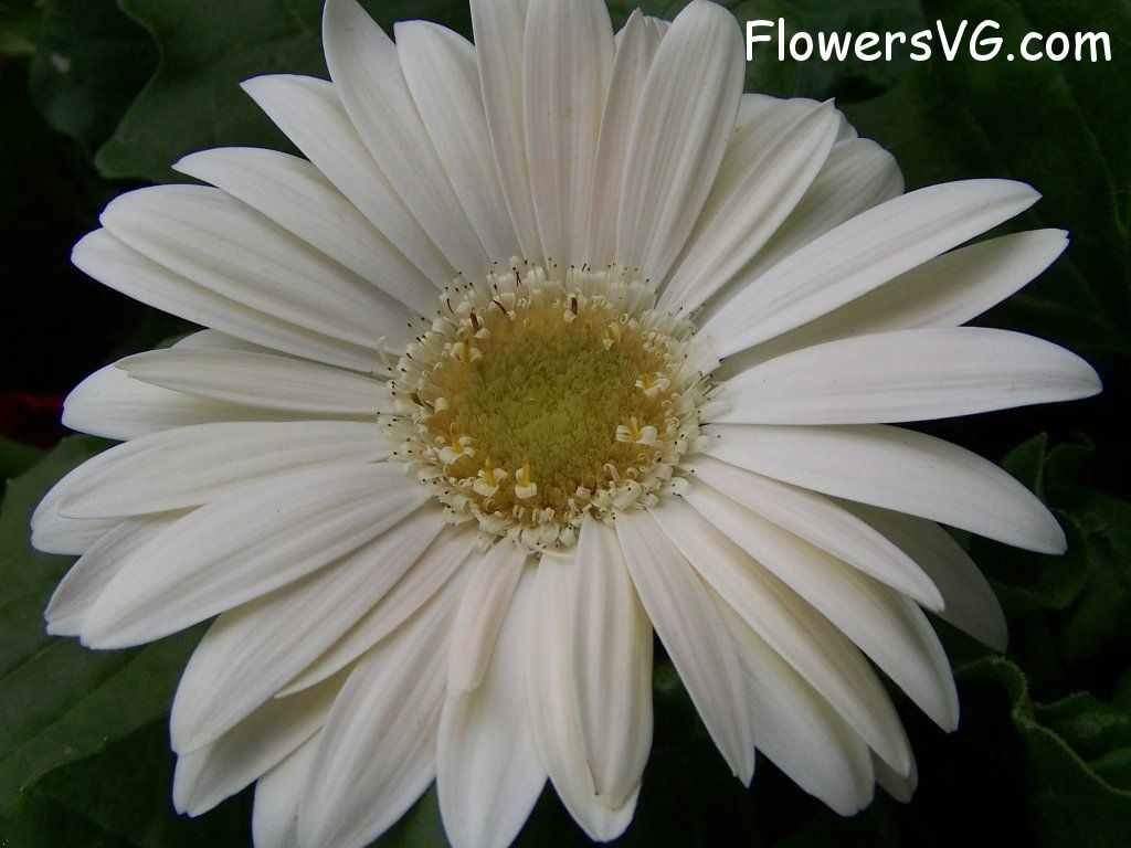 daisy flower Photo abflowers9389.jpg