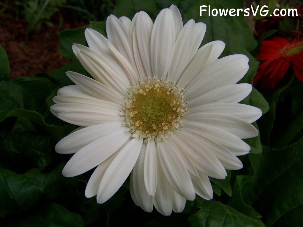 daisy flower Photo abflowers9390.jpg