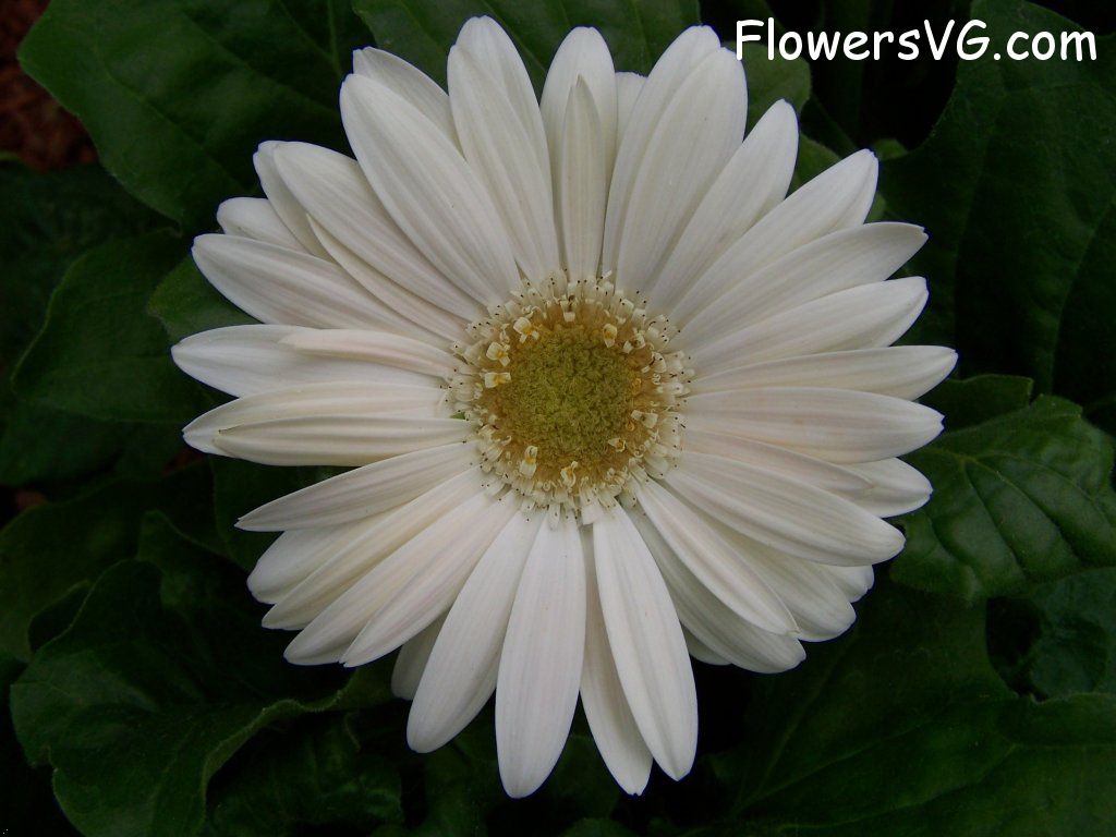 daisy flower Photo abflowers9391.jpg