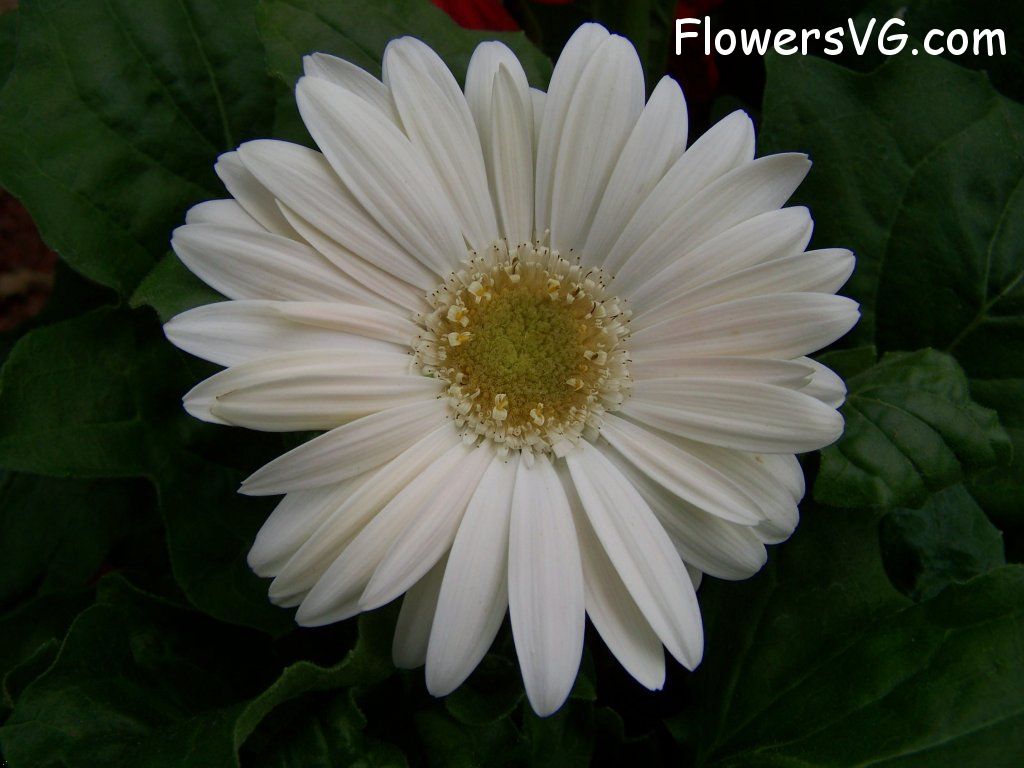 daisy flower Photo abflowers9392.jpg