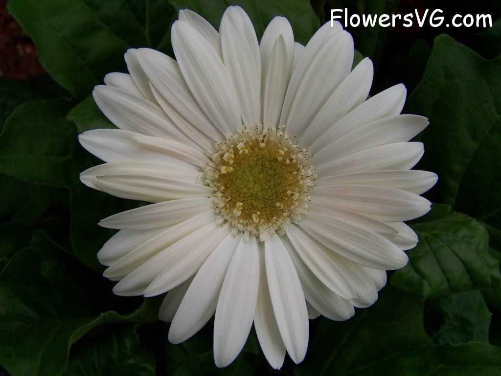 daisy flower Photo abflowers9393.jpg