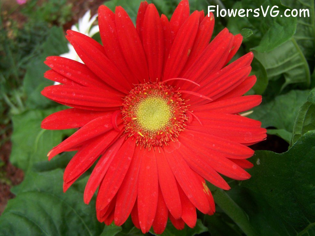 daisy flower Photo abflowers9398.jpg