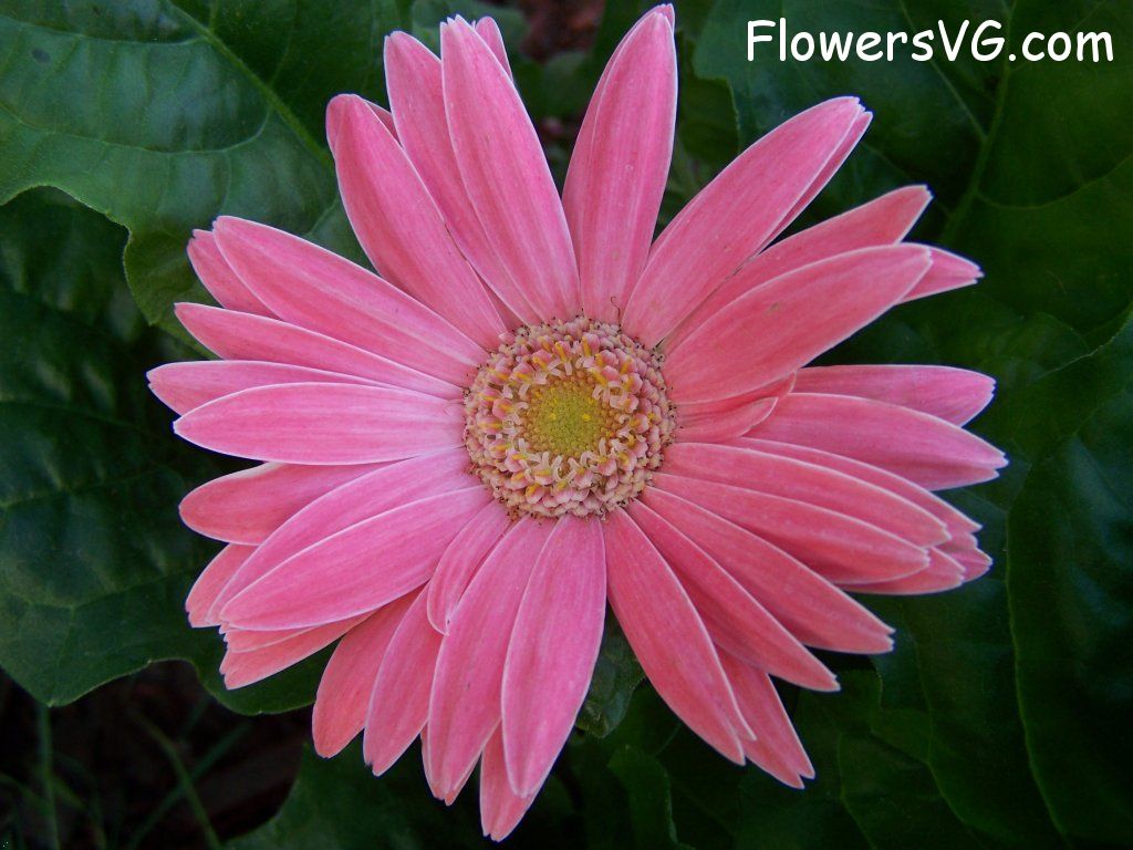 daisy flower Photo abflowers9402.jpg
