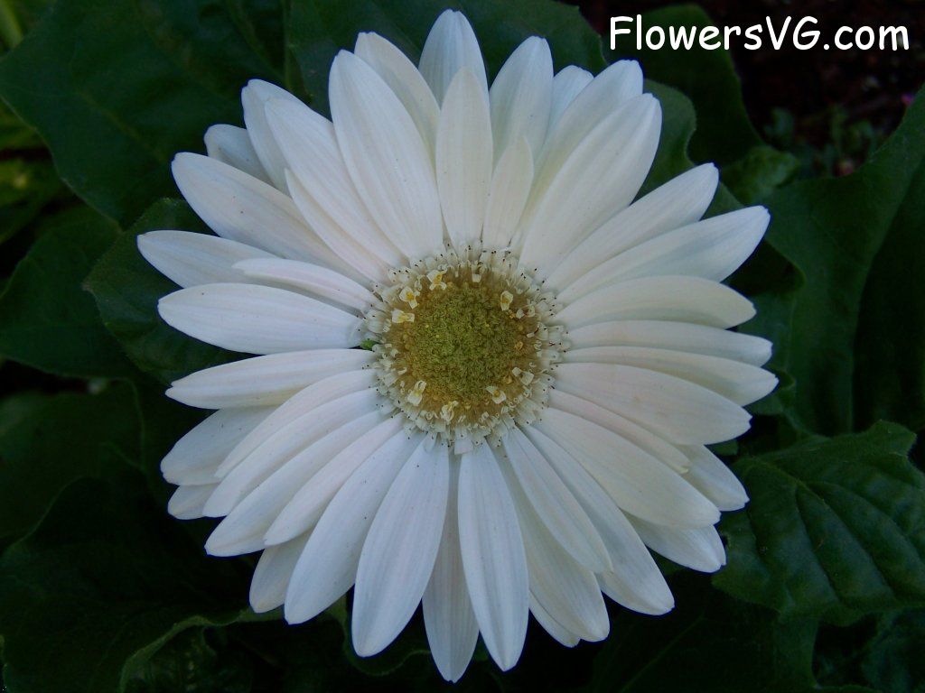 daisy flower Photo abflowers9419.jpg