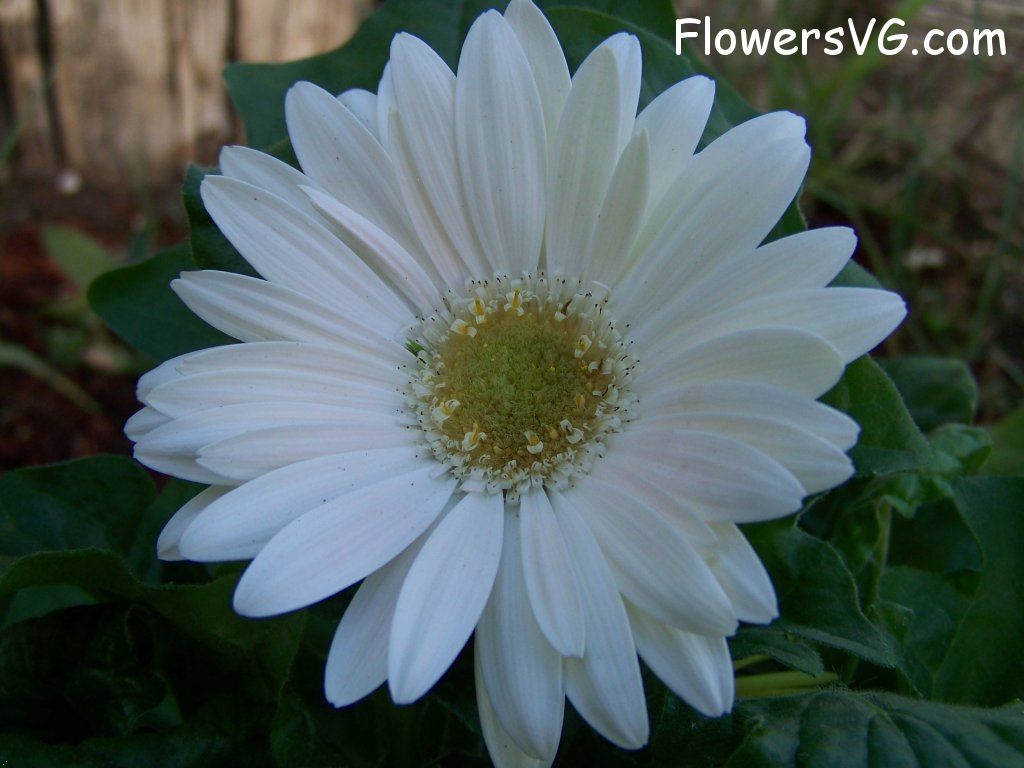 daisy flower Photo abflowers9420.jpg