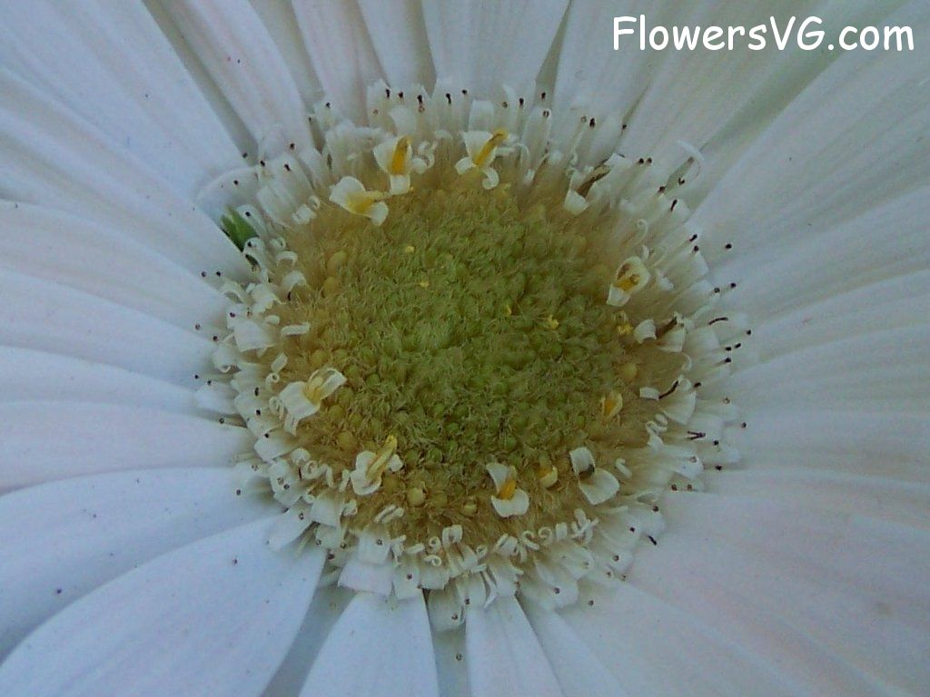daisy flower Photo abflowers9421.jpg