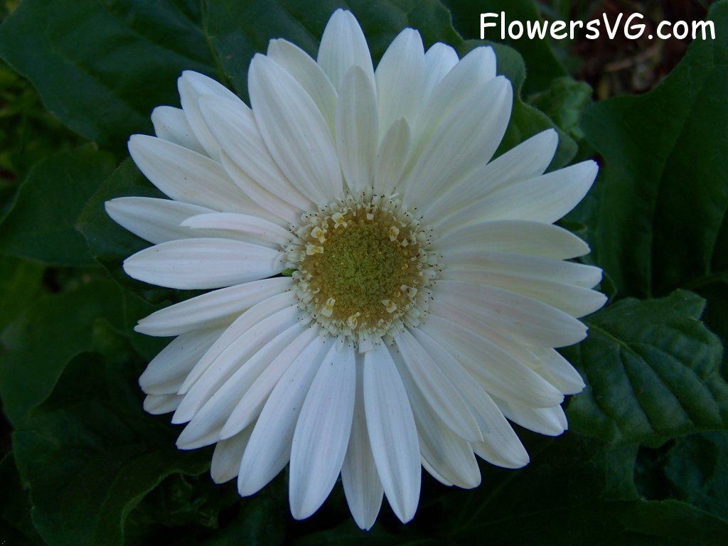 daisy flower Photo abflowers9422.jpg
