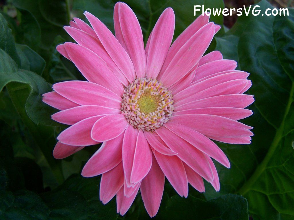 daisy flower Photo abflowers9423.jpg