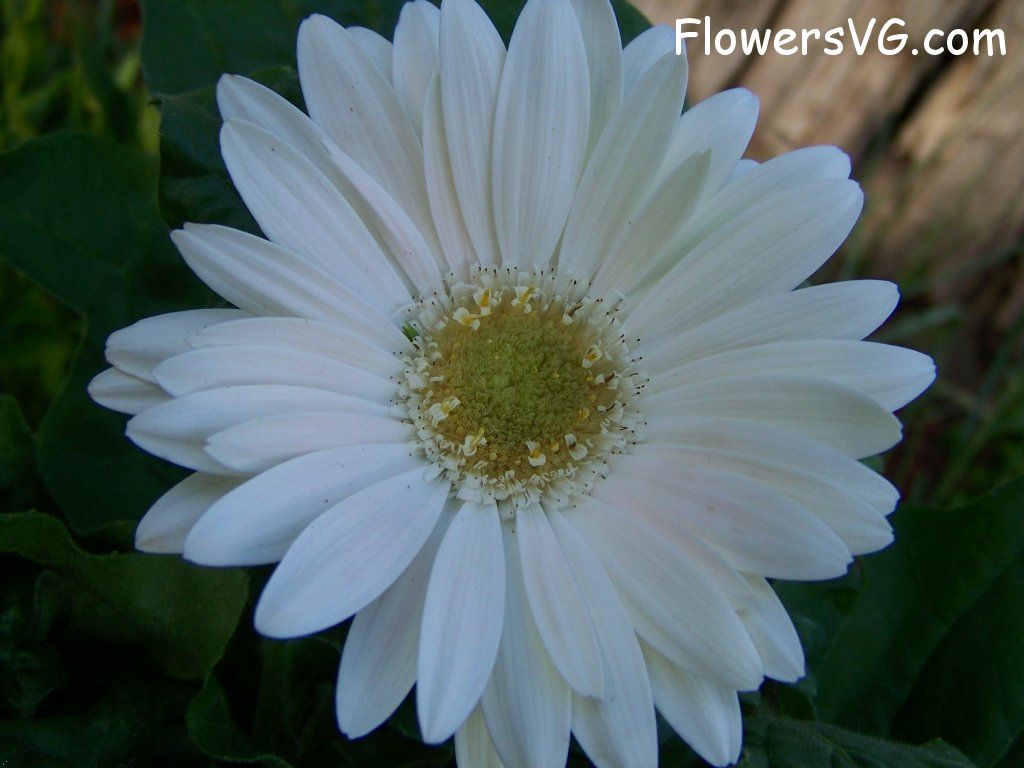daisy flower Photo abflowers9427.jpg