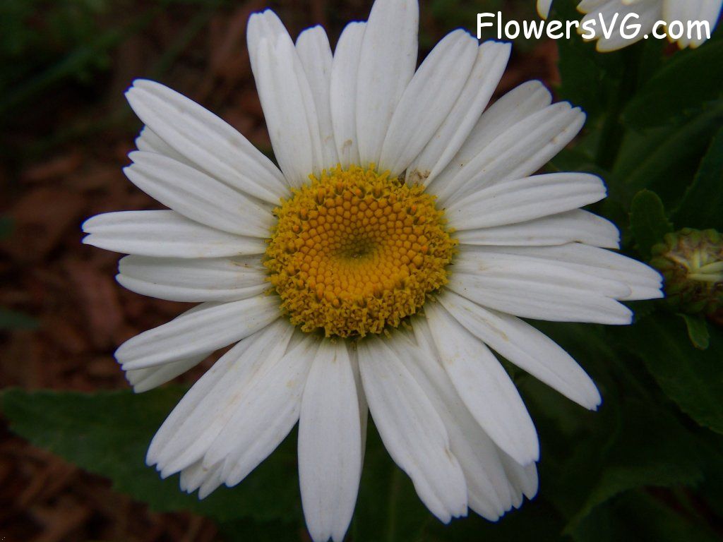 daisy flower Photo abflowers9594.jpg