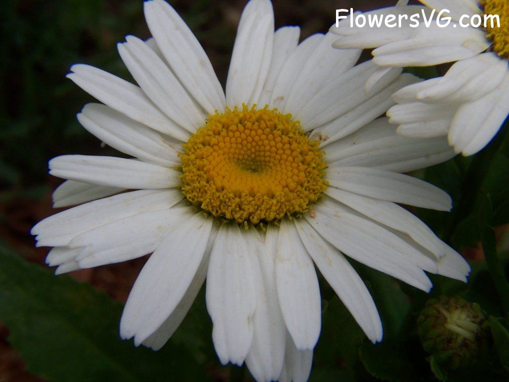 daisy flower Photo abflowers9595.jpg