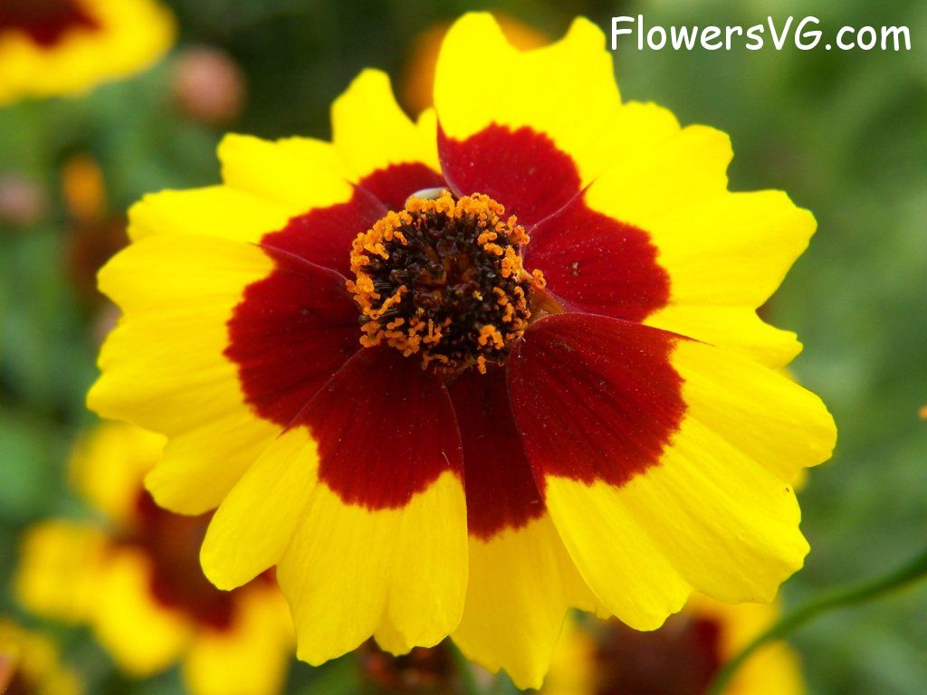 daisy flower Photo abflowers9668.jpg