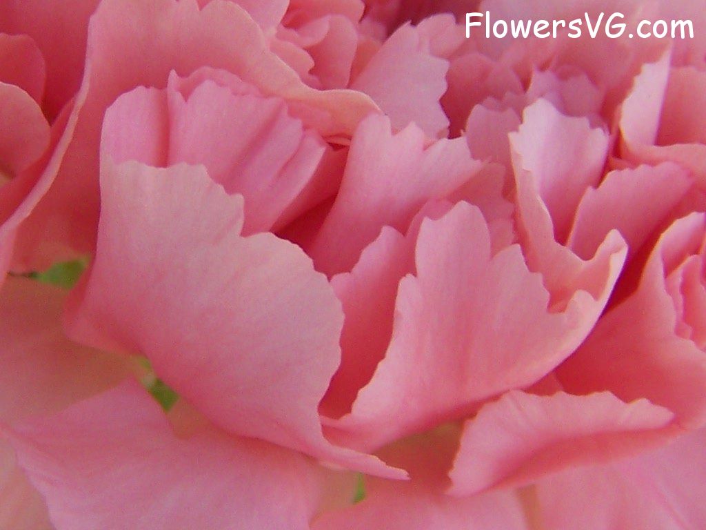 carnation flower Photo abflowers9823.jpg