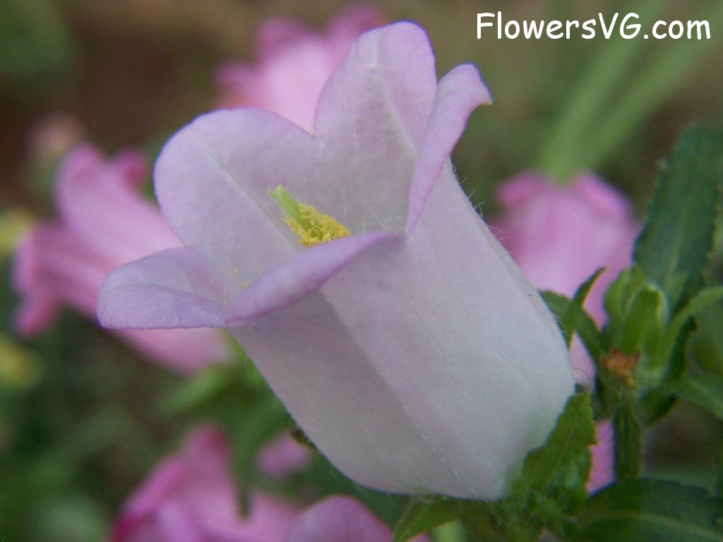 Photo abflowers9828.jpg