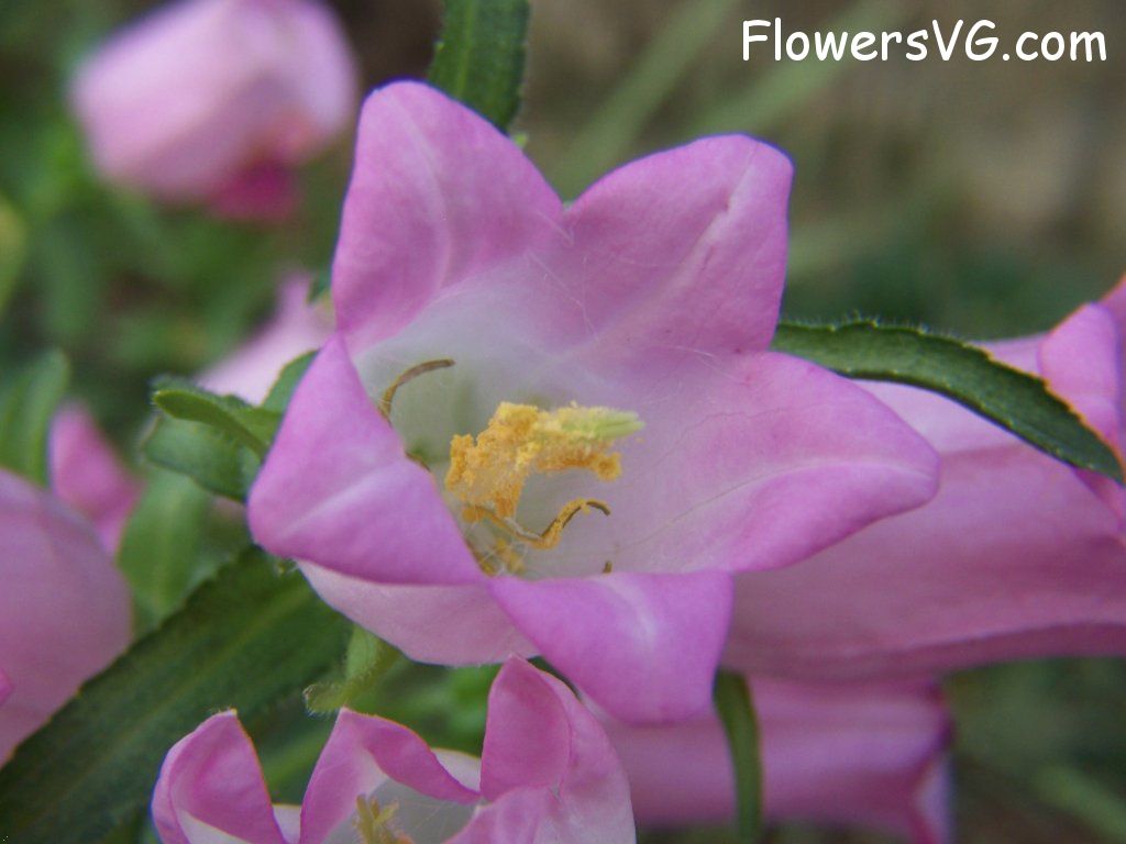 Photo abflowers9838.jpg