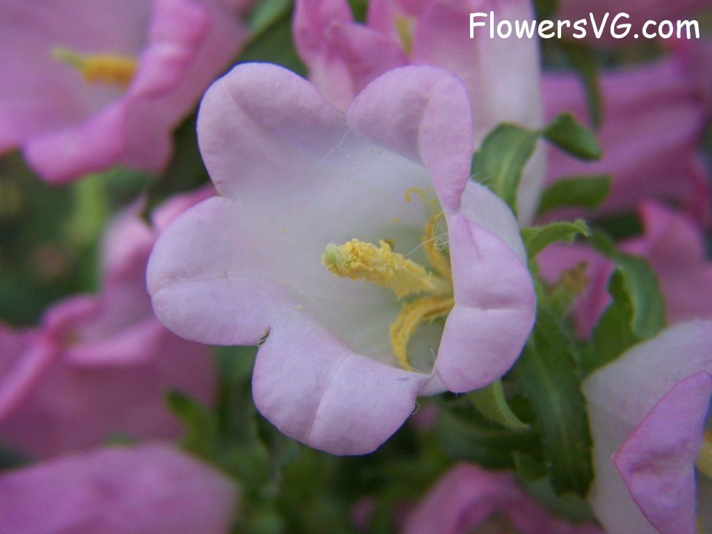 Photo abflowers9840.jpg