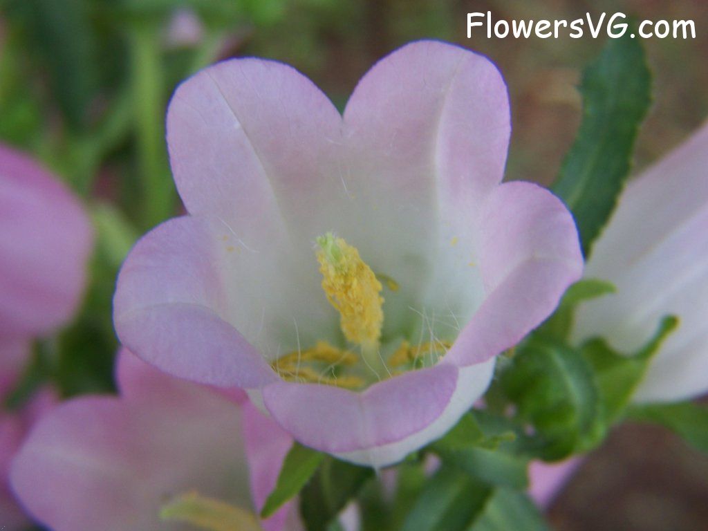 Photo abflowers9842.jpg