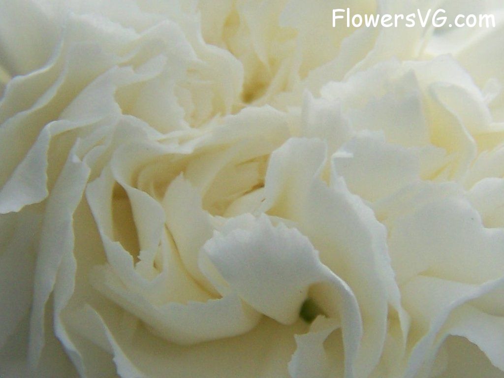 carnation flower Photo abflowers9854.jpg