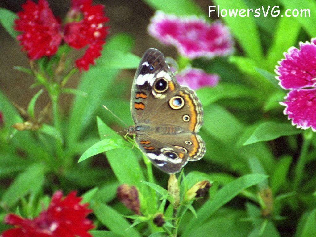 Photo butterfly037.jpg