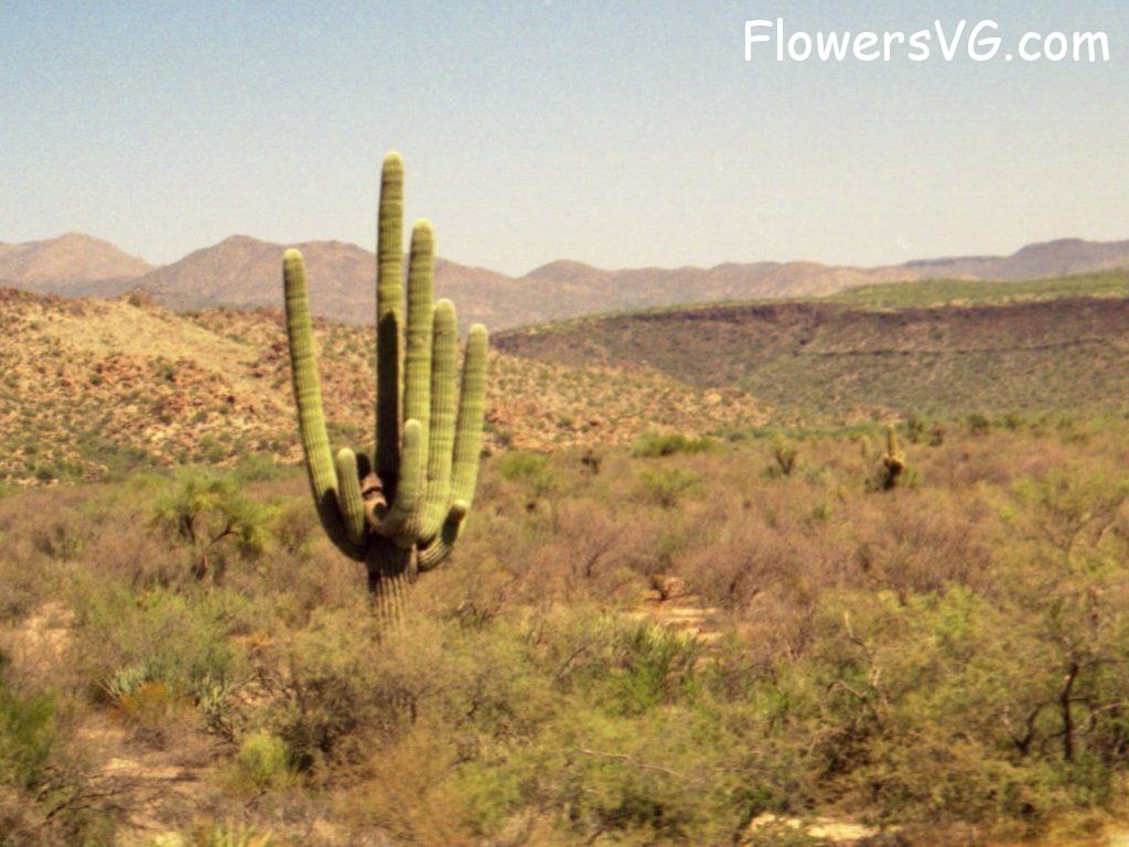 Photo cactus10a02.jpg