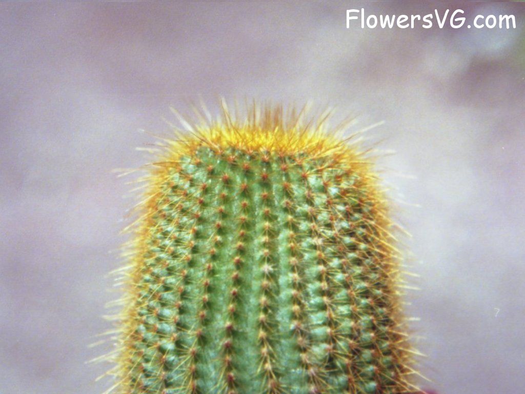 Photo cactus11a02.jpg