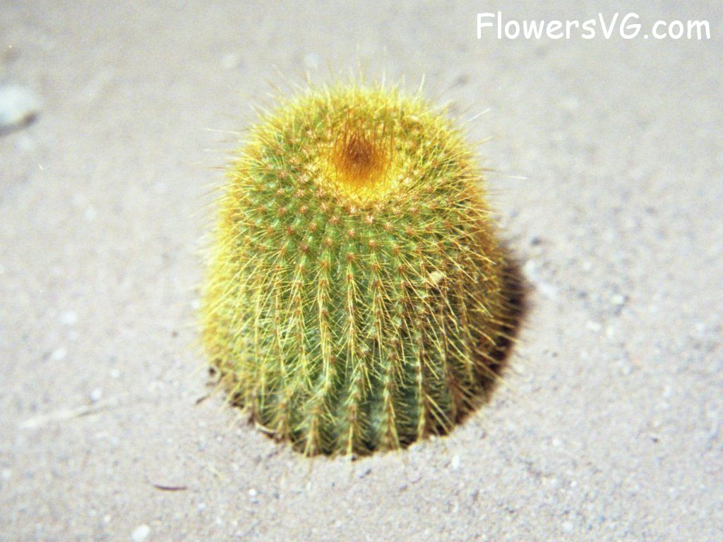 Photo cactus11a04.jpg