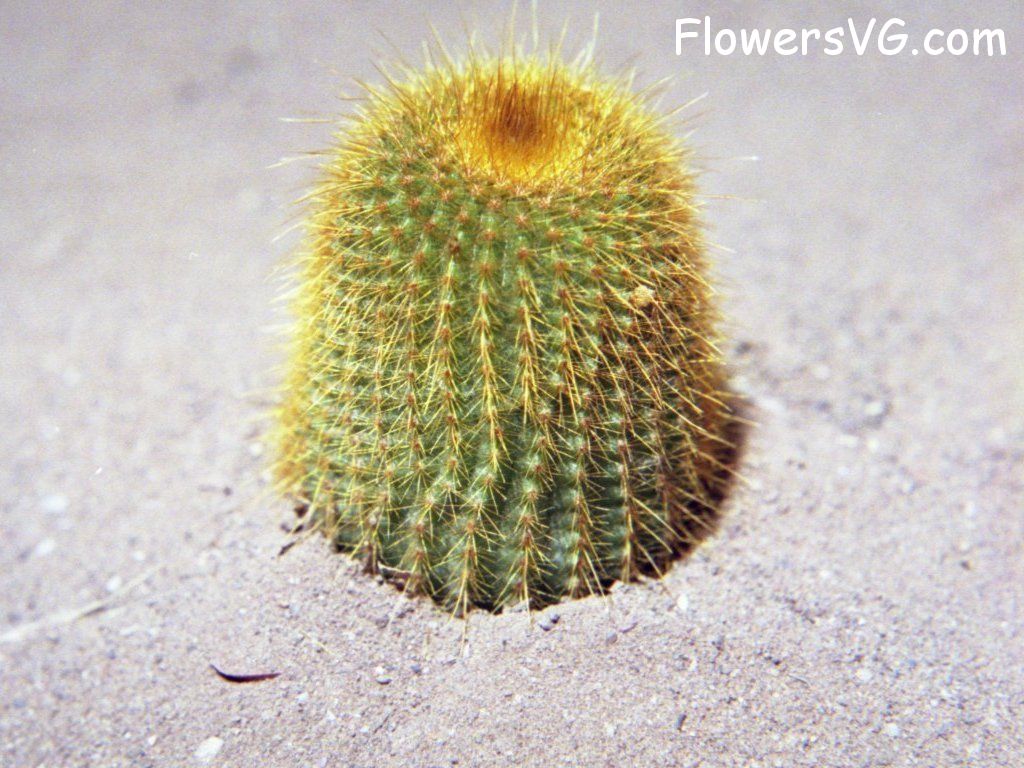 Photo cactus11a05.jpg