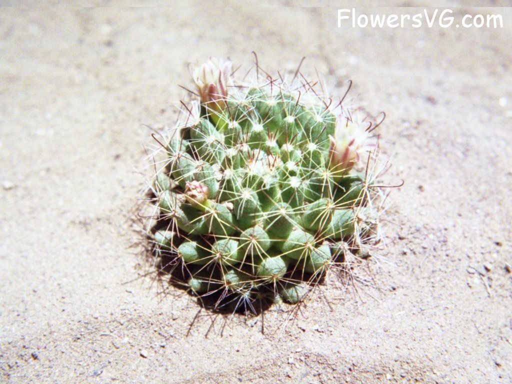 Photo cactus11a06.jpg