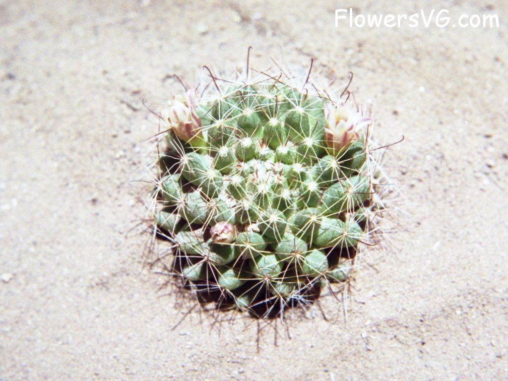 Photo cactus11a07.jpg