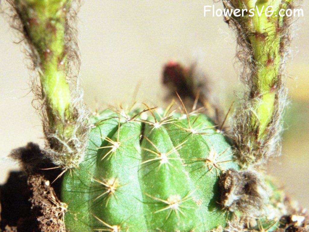 Photo cactus11a12.jpg