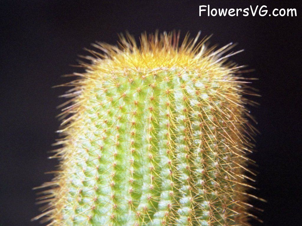 Photo cactus11a14.jpg