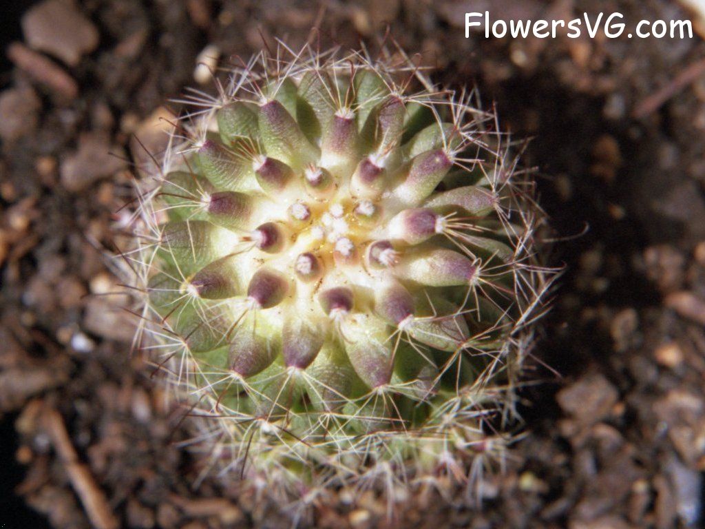 Photo cactus11a15.jpg