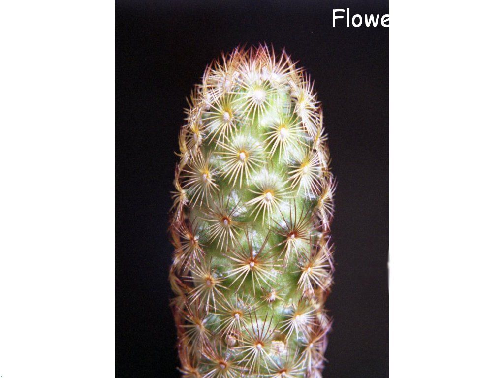 Photo cactus12a02.jpg
