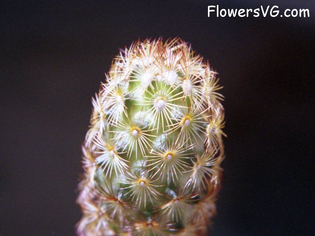 Photo cactus12a03.jpg