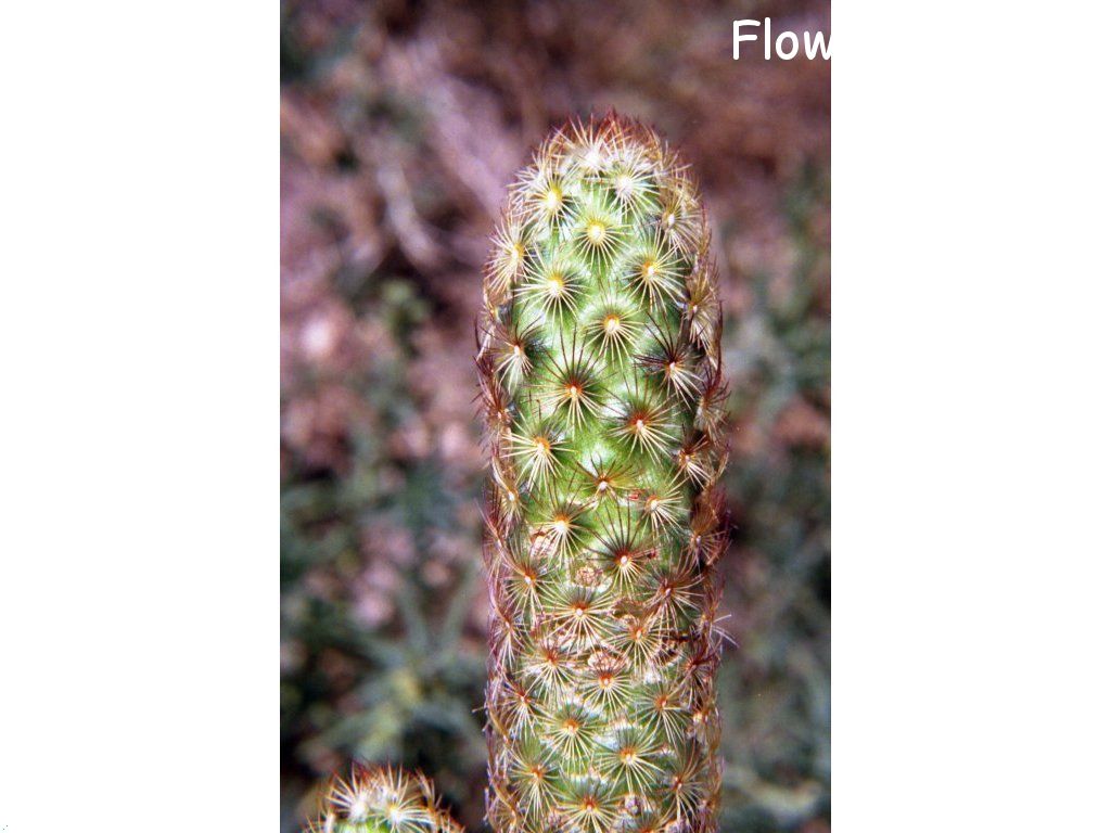 Photo cactus12a05.jpg
